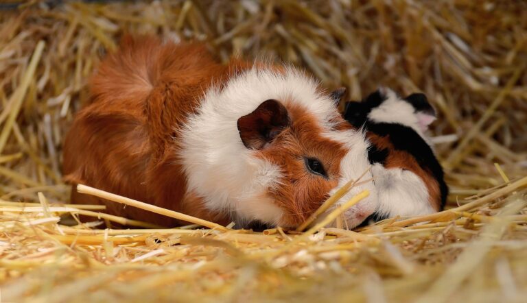 guinea-pig-4663147_1920